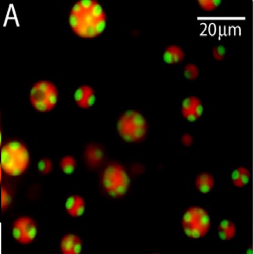 Fig.5 taken from Brangwynne et al, 2011.