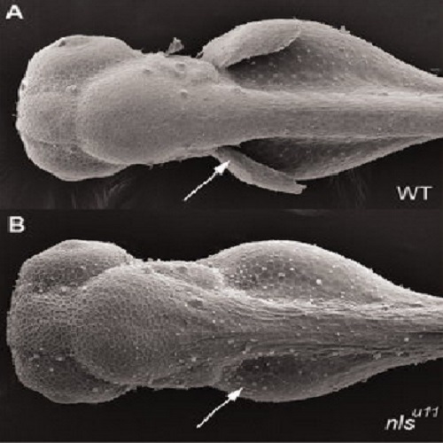 Fig.1 taken from Grandel et al, 2011.