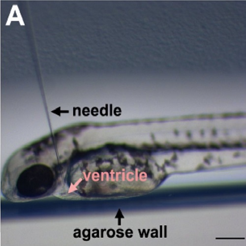 Fig.3 taken from Konantz et al, 2014.