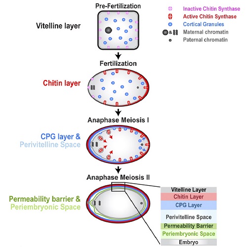 Fig.9 taken from Olson et al, 2012.