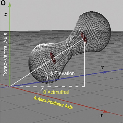 Fig.1 taken from Quesada-Hernandez et al, 2010.