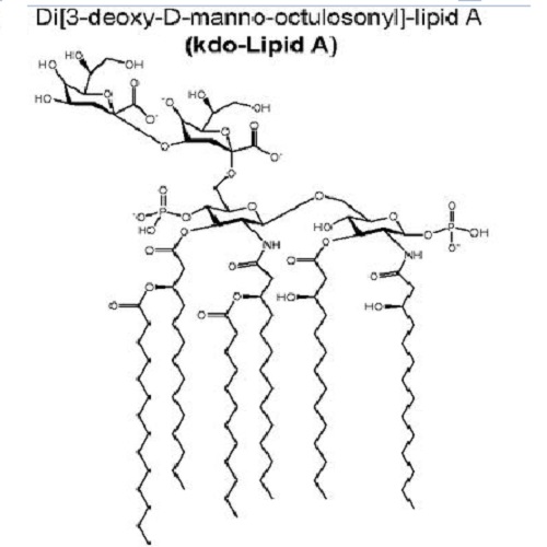 Fig.4 taken from Saenz et al, 2012.