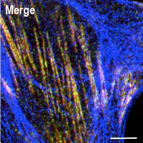Fig.2 taken from Traikov et al, 2014.